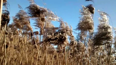 Dry Brown Reed Grass Blows In The Wind Stock Footage 127982656