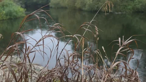 Dry brown river grass and calm stream in Sweden Stock Footage 347208313
