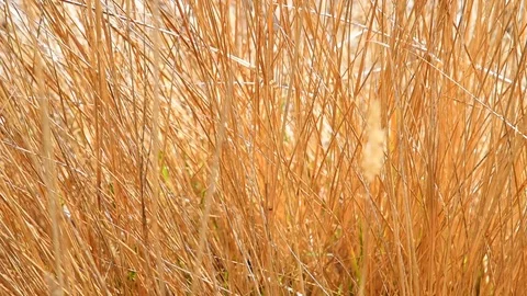 Dry Brown Tall Grass Close Up Gentle Breeze Rack Focus Stock Footage 86220760
