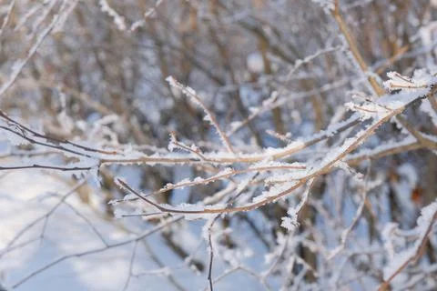 Dry brown tree branch in the cold covered with frost and white snow 库存照片