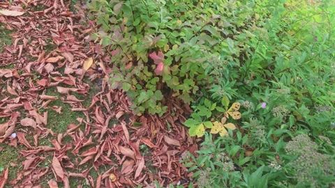 Dry Brown Tree Leaves Scattered Beside Green Shrub Stock Footage 347906341