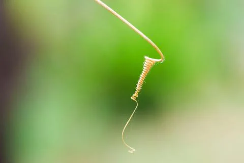 Dry brown vine Foto stock