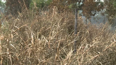 Dry Brush Easy To Burn During Peat Fire, Indonesia Stock Footage 142850778
