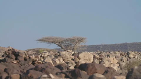 Dry Brush in The rocky Desert of Eastern Africa Stock Footage 144984906