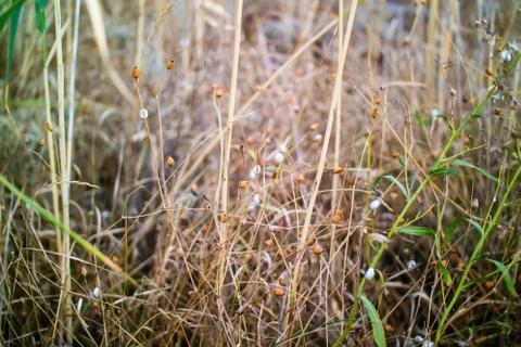 Dry buds and stems Stock-Fotos