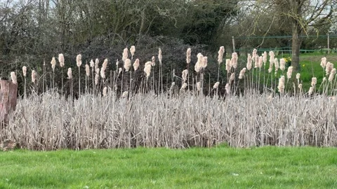 Dry bulrush plants bordering green pasture 4K Stock Footage 331539784