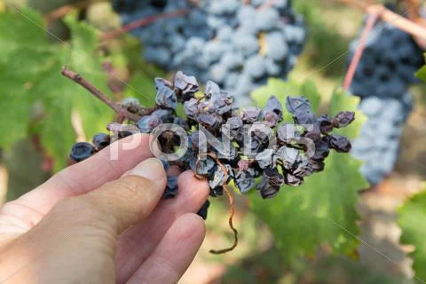 Dry bunch of grape on hand in late autumn Stock Photos