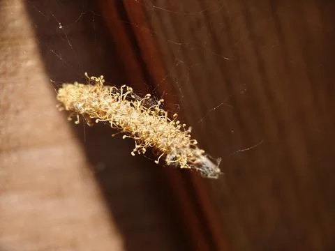 A dry bundle hanging on a web close-up Stock Photos