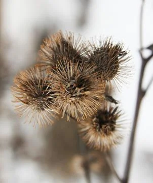 Dry bur grass Stock Photos