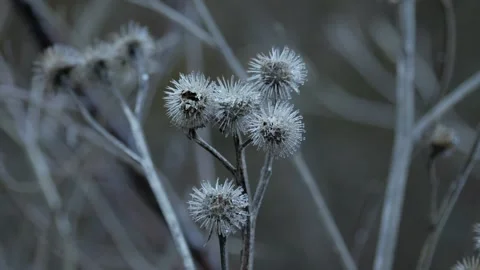 Dry burdock against the backdrop of nature Stock Footage 305406329