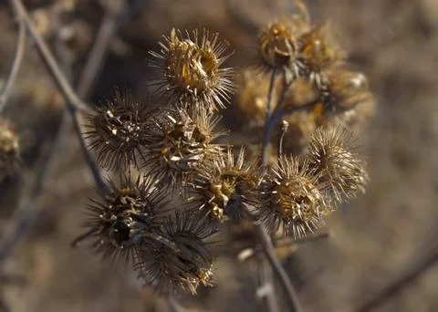 Dry burdock close-up 스톡 사진