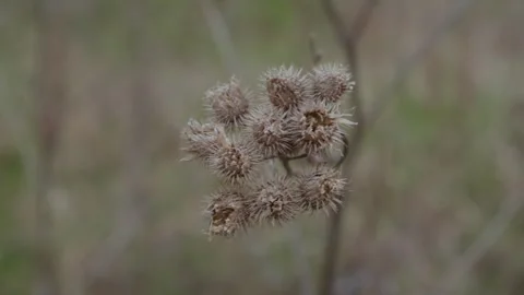 Dry burdock. A CloseUp Shot of a Cluster of Dried Plants Found in Natures Video stock 308326381