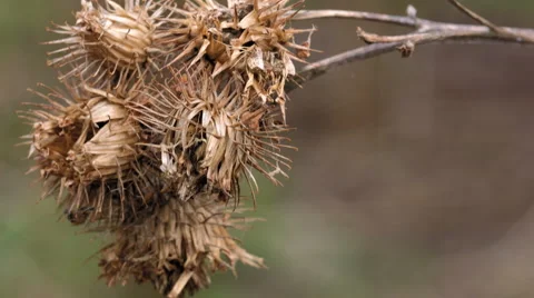 A dry burdock flower in a breeze Stock Footage 50083130