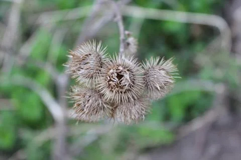 Dry burdock flower Stock Photos