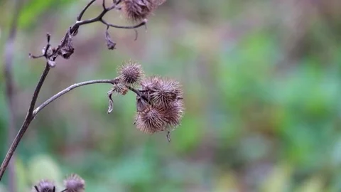 Dry burdock fluttered in the wind under a shallow rain (Arctium minus) Stock Footage 81718584