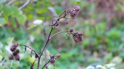 Dry burdock fluttered in the wind under a shallow rain (Arctium minus) Stock Footage 81745426
