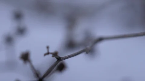 Dry burdock with large caps against background in foggy day Stock Footage 102273830
