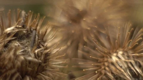 Dry burdock seeds macro Stock Footage 94808773
