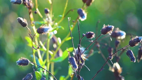 Dry burdock sways in the wind Stock Footage 281428832