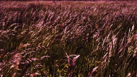 Dry burned grass in the wind Video stock 143992481