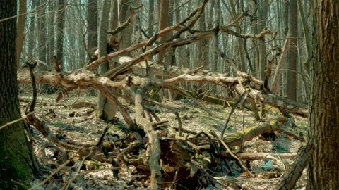 Dry burnt fallen trees in the spring forest with flowering bluebells. 4K 库存影片 89582092