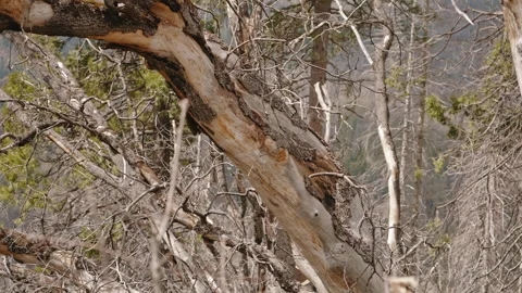 Dry Burnt Tree Branch Close Up Video stock 314895852