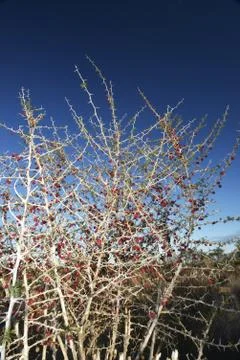 Dry bush with berries Stock Photos