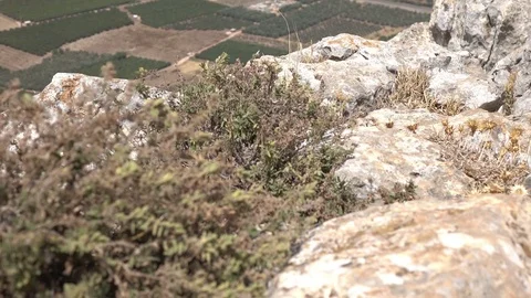 Dry Bush Blowing in the Wind on Top of Mountain Stock Footage 78246871