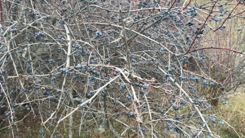 Dry bush branches with small dark berries outdoors, natural plant detail in Stock Footage 336960226