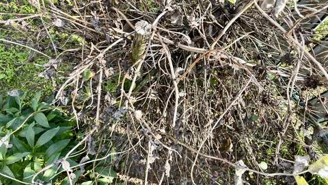 Dry Bush Closeup A Study of Dead Foliage and Twig Structure Foto stock