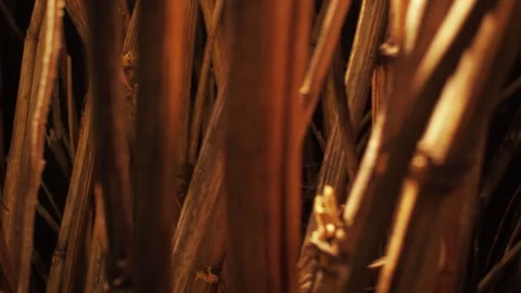 Dry bush trunks in warm light Stock Footage 271626897