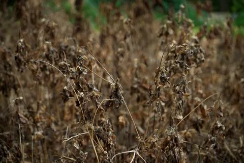 Dry bushes Stock Photos