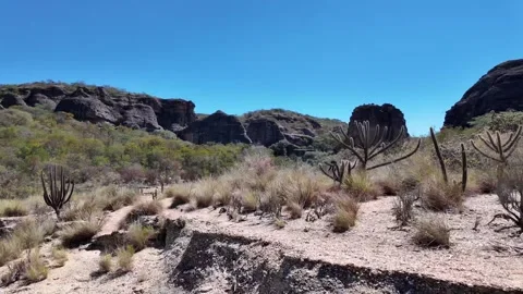 Dry caatinga riverbed with tall cactus and dark sandstone cliffs in Serra da Stock Footage 346128691