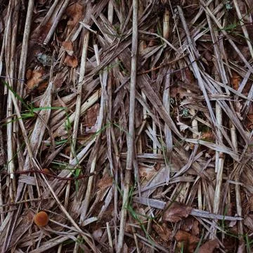 Dry cable on the beach Stock Photos