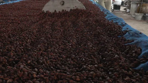 Dry cacao beans cocoa beans being moved with a rake in the wooden floor Stock Footage 164847861