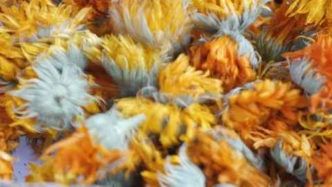 Dry calendula flowers - close-up view. Drying flowers for the winter Stock Footage 218316879