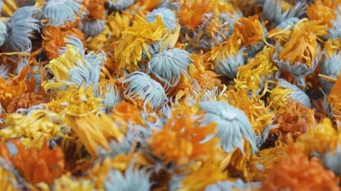 Dry calendula flowers - close-up view. Drying flowers for the winter Vidéo 221255394