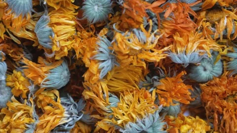 Dry calendula flowers - close-up view. Drying flowers for the winter Stock Footage 227022063