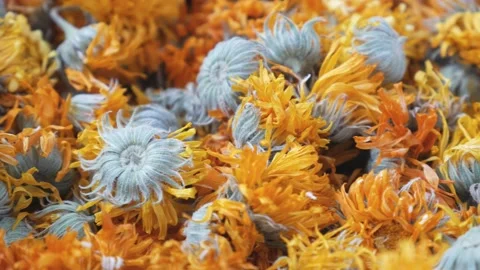 Dry calendula flowers - close-up view. Drying flowers for the winter Stock Footage 229496731