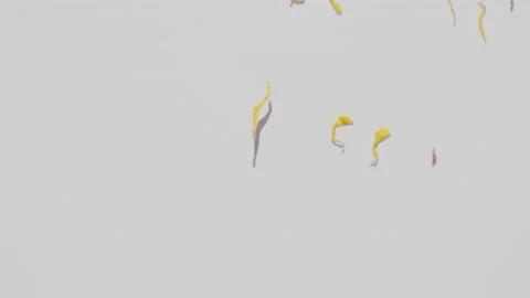 Dry calendula flowers falling from camera Top view calendula flowers falling Stock Footage 133112055
