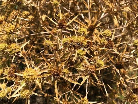 Dry camel thorn. Stock Photos