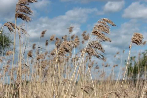 Dry cane on a blue sky background Foto stock