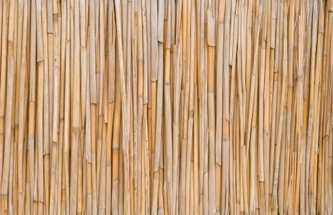 Dry cane. Stock Photos