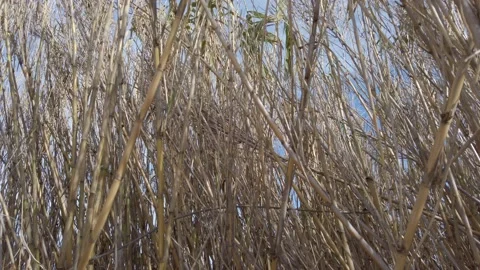 Dry canes during summer Stock Footage 159993151
