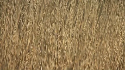 Dry cattail swing in wind background Stock Footage 63628392