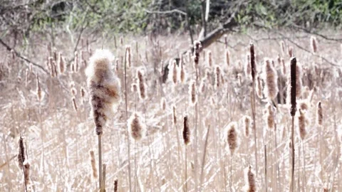 Dry cattails in field Video stock 307804814