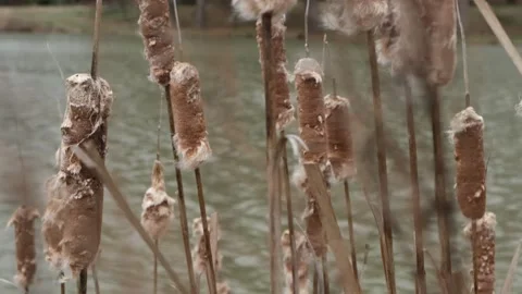 Dry cattails swaying in light wind by calm river water Video stock 325215280