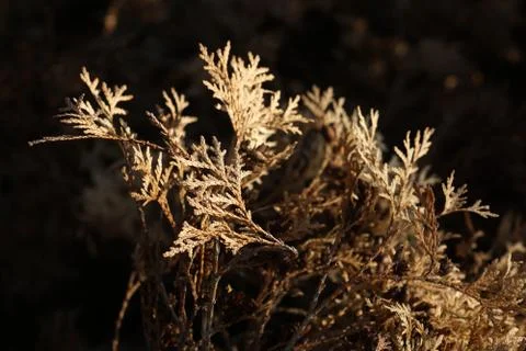 Dry Cedar Branch Fotos de archivo