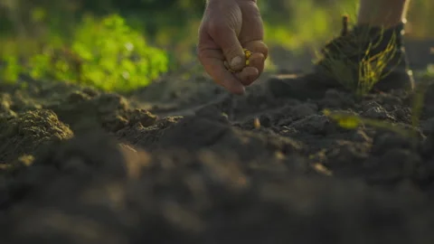 Dry cereal grains ready for sowing. Handmade farmer in the field. A farmer i Stock Footage 249839169