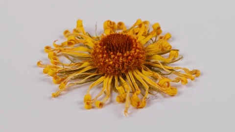 Dry chamomile flower. Chamomile Extremal close-up. Stock Footage 237694332